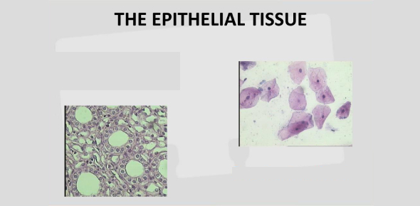 Epithelial Tissue Quizzes | Fun Practice and Test
